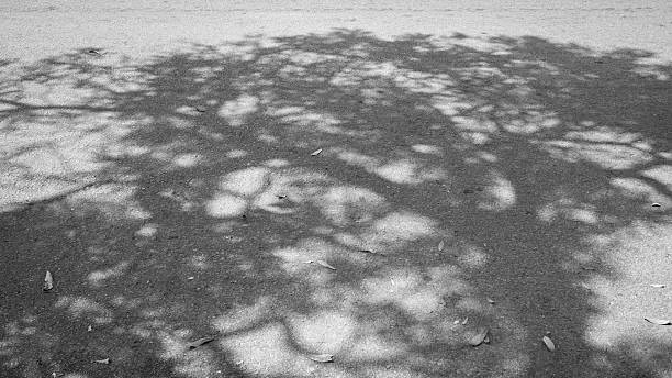 istock Shadow of tree on the road. Black and White tone. 523874086