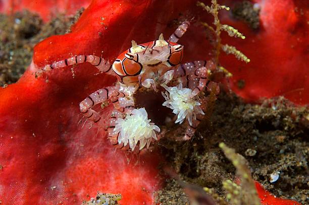 istock Pom Pom Crab on orange sponge 523874165