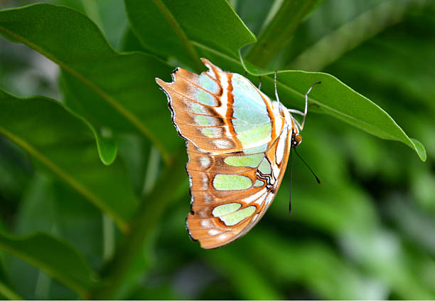 istock Zebra Heliconian Butterfly handing on green leaf 523874862