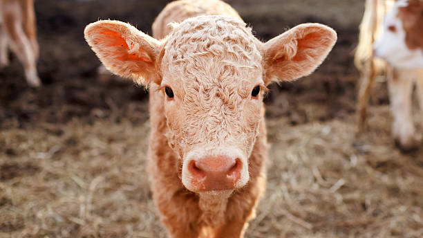 Calf in a corral close up stock photo