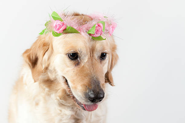 dog golden retriever angel stock photo