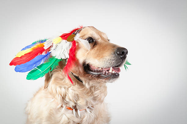 istock dog golden retriever indian 523875057