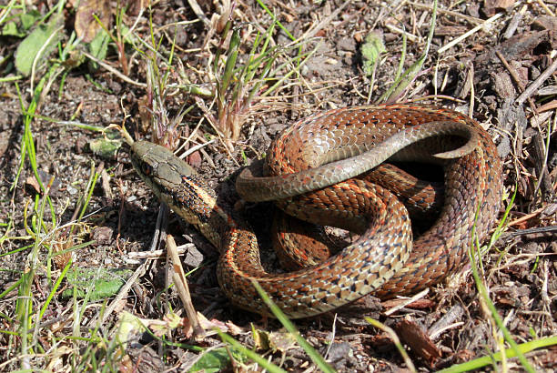istock Northwestern Garter Snake Coiled 523875060