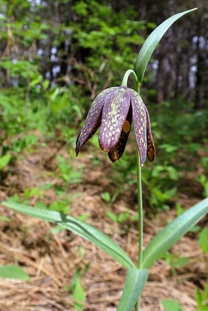 istock Chocolate Lily - Fritillaria affinis 523875080