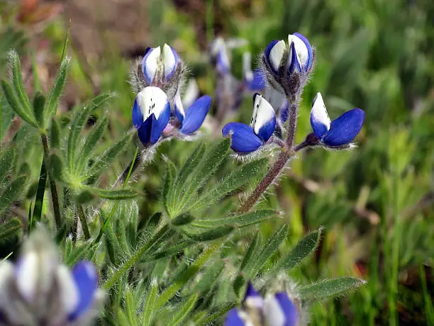 Small-flowered Lupine (Lupinus polycarpus) blooming in the wild