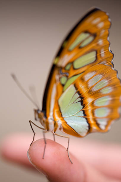 istock Clear wing butterfly or Greta oto on a finger 523875299
