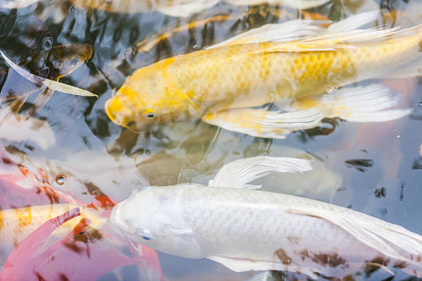 istock Japanese koi fish  swimming in the pond 523875339