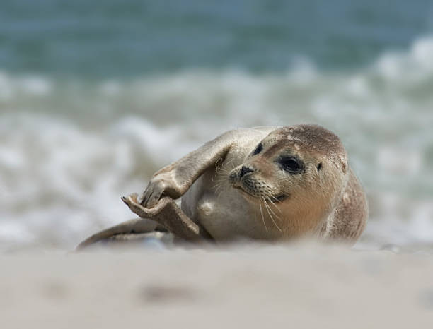 Baby grey seal clapping at the beach at helgoland, germany Close up of baby gray seal (Halichoerus grypus) lies on the sand and is clapping at the beach at Dune, Helgoland, Germany helgoland stock pictures, royalty-free photos & images