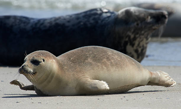 istock Baby grey seal moving forward at the beach at helgoland 523875412