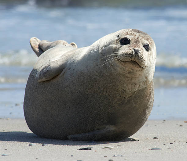 istock Baby grey seal moving forward at the beach at helgoland 523875432