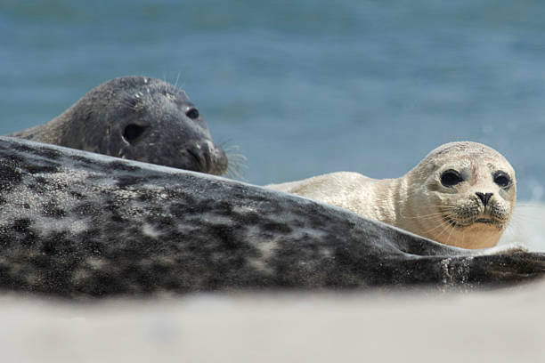 istock Baby grey seal moving forward at the beach at helgoland 523875494