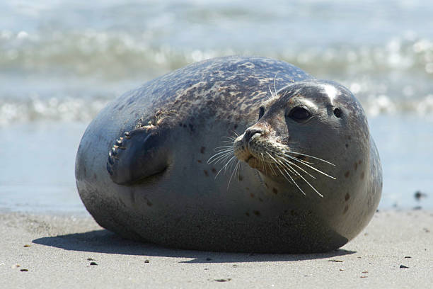 istock Baby grey seal moving forward at the beach at helgoland 523875510