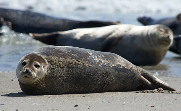 istock Baby grey seal moving forward at the beach at helgoland 523875554