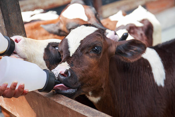 istock little baby cow feeding from milk bottle 523876341