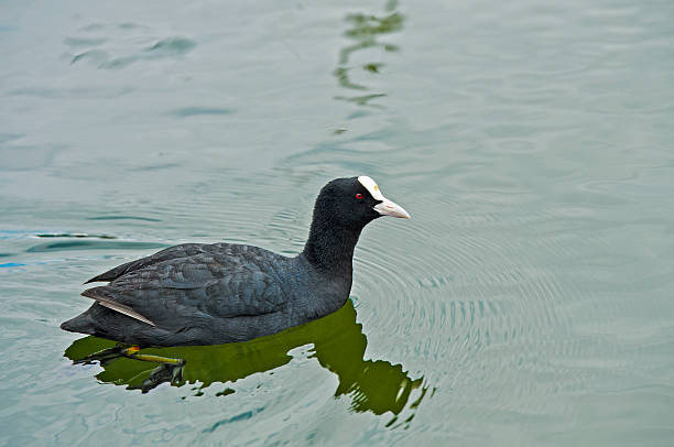 Coot Coot (Fulica atra) swimming on a lake moorhen bird water bird black stock pictures, royalty-free photos & images