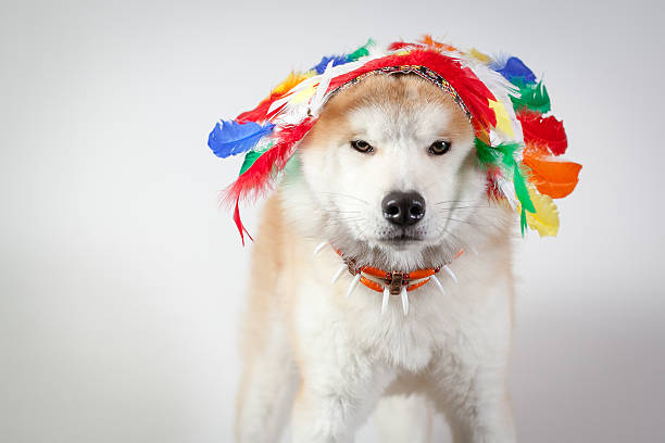 istock dog akita inu indian 523876655