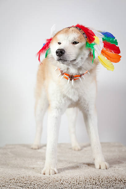istock dog akita inu indian 523876657