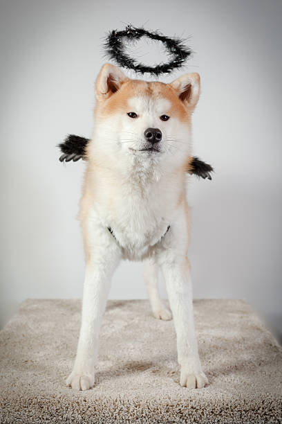 dog akita inu black angel stock photo