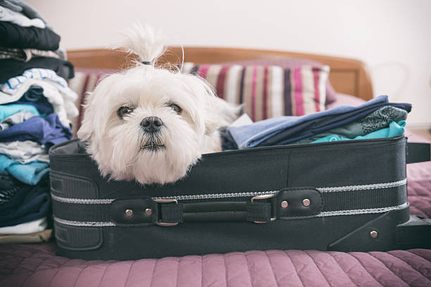 istock Dog sitting in the suitcase 523878134