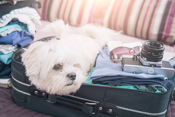 istock Dog sitting in the suitcase 523878212