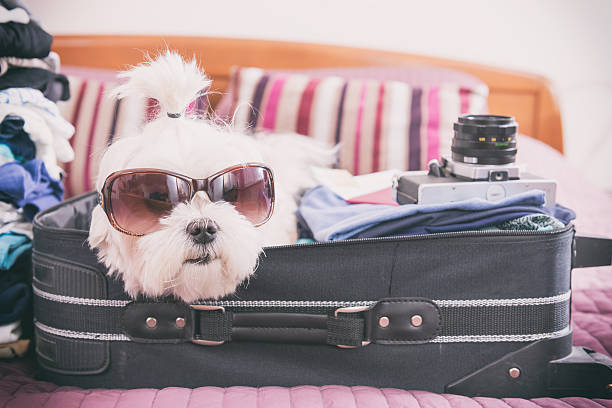 istock Dog sitting in the suitcase 523878368