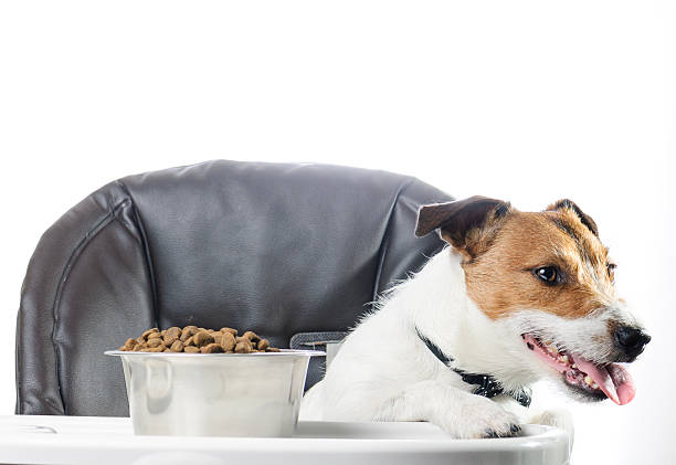 istock Dog don't like food in bowl and refusing to eat 523878430