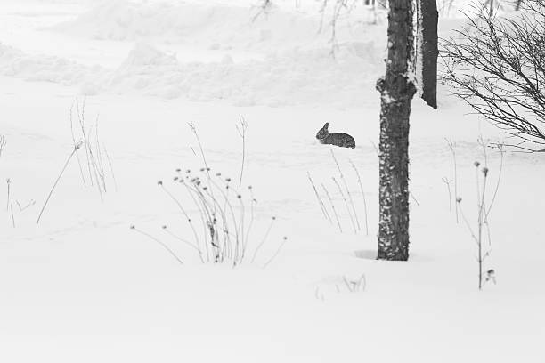 istock Rabbit in Snowy Winter Garden 523878516