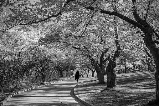 An unidentifiable person walking along a urban pathway lines in blooming cherry trees in Toronto's High Park.