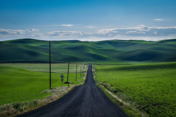 istock Gravel road in the wheat fields of eastern Washington state 523880444