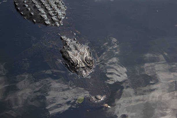 istock Alligator in Everglades National Park. 523880860
