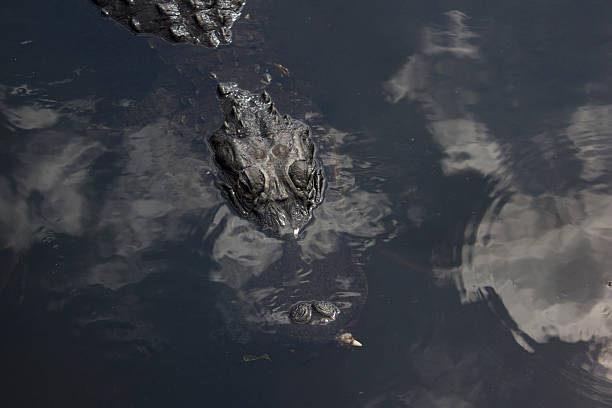 istock Alligator in Everglades National Park. 523880906