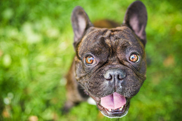 istock French Bulldog Face 523881276