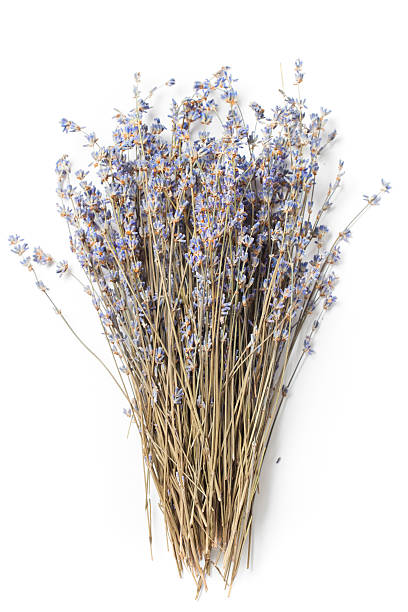 istock Bunch of Dried Lavender 523881714
