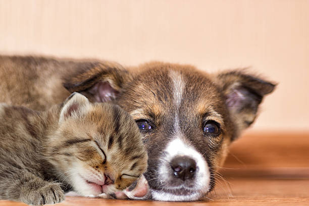 istock little puppy and kitten 523882926