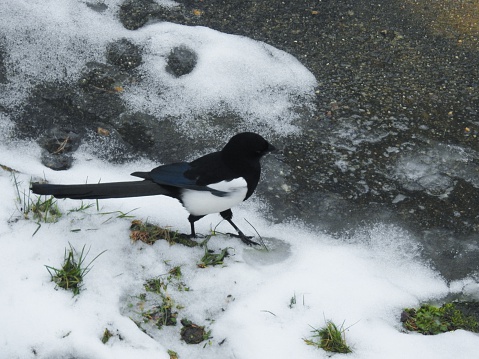 Magpie walking in the snow