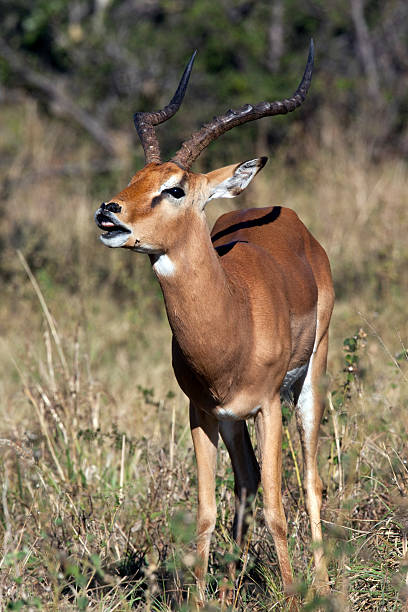 istock Male Impala showing the Flehman Response - Botswana 523883386