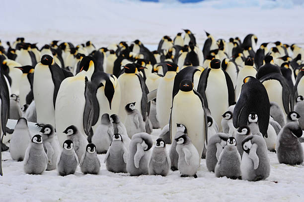emperor penguins mit kükenmotiv - penguin stock-fotos und bilder
