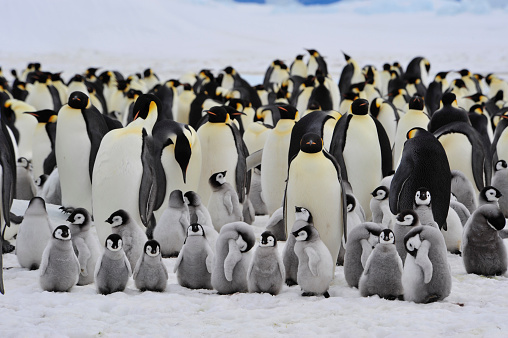 Emperor Penguins with chick Snow Hill  in Antarctica