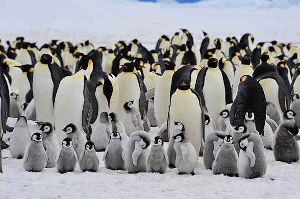 rei pinguim com chick - pinguim - fotografias e filmes do acervo