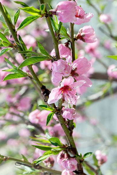 istock Branch of peach tree blossom. 523884944