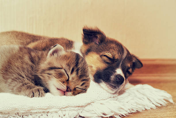istock little puppy and kitten 523885284