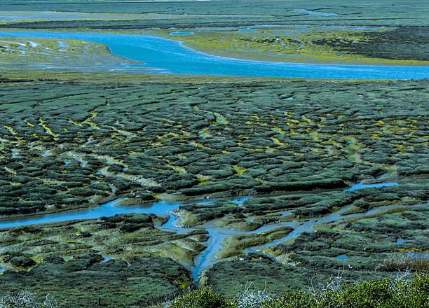 estuário do morro bay - estuary - fotografias e filmes do acervo