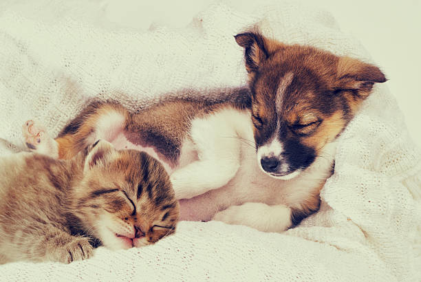 istock little puppy and kitten 523885654