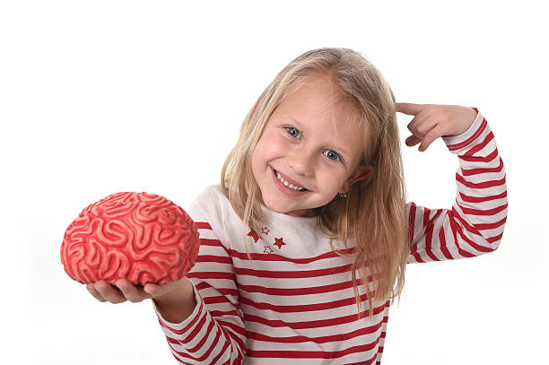junior schoolgirl playing with rubber brain learning science concept stock photo