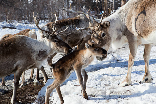 istock Herds of deer in the snow. 523886360