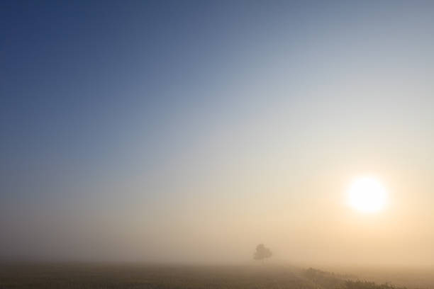istock Misty dawn early morning nature grassland landscape 523886514