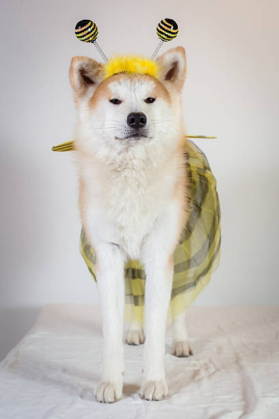 istock dog akita inu bee 523892325