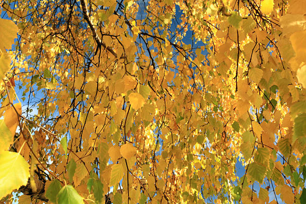 istock autumn branch with yellow leaves 523892597