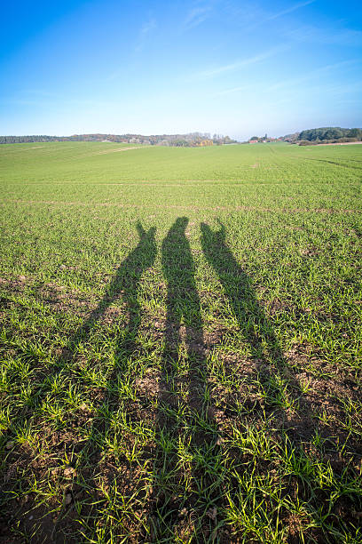 istock tree shadows of people on a grass field 523892945