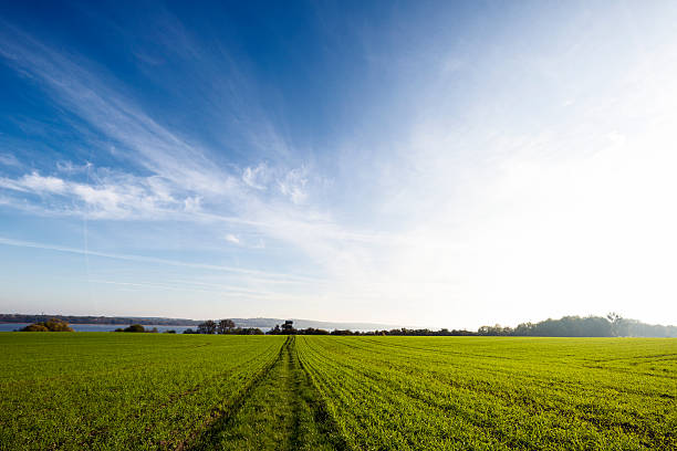 istock grass field with lake and blue sky 523892947